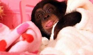 猩猩狗狗大冒险 猩猩狗狗大冒险